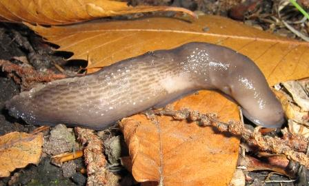 Limax aldrovandi Moquin-Tandon 1855 dal appennino tosco emiliano (PT)